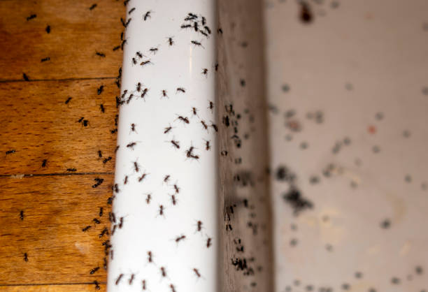  Harrisonburg, VA Pest Control Pros