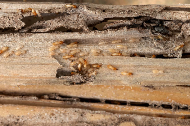 Best Mosquito Control Services  in Harrisonburg, VA