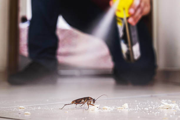 Best Ant Control Services  in Harrisonburg, VA