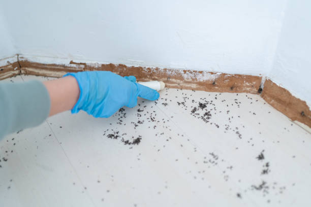 Best Emergency Pest Control  in Harrisonburg, VA